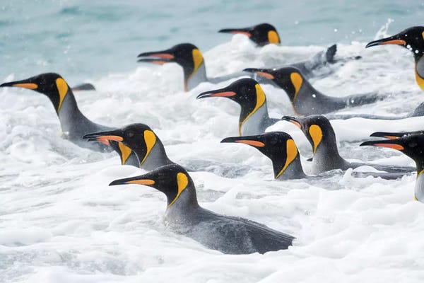 Ancient Wonders: King Penguin rookery on Salisbury Plain in the Bay of Isles. South Georgia Island by Martin Zwick