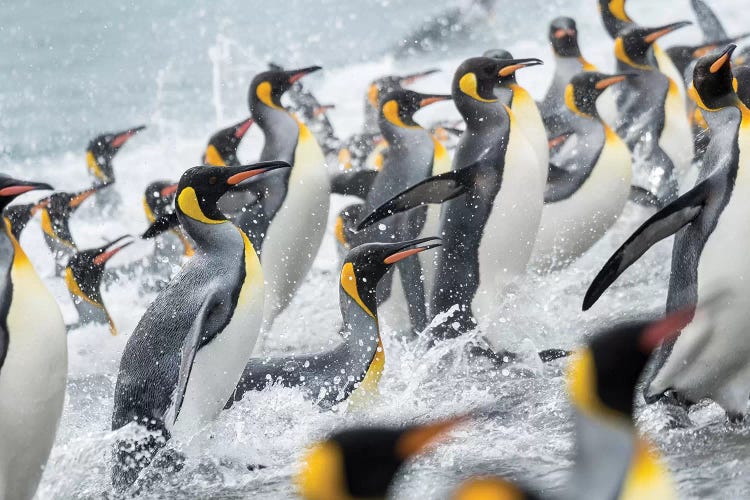 King Penguin rookery on Salisbury Plain in the Bay of Isles. South Georgia Island