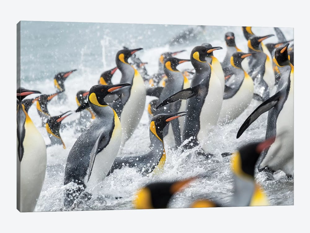 King Penguin rookery on Salisbury Plain in the Bay of Isles. South Georgia Island by Martin Zwick 1-piece Canvas Artwork
