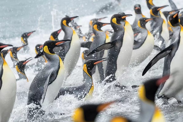Ancient Wonders: King Penguin rookery on Salisbury Plain in the Bay of Isles. South Georgia Island by Martin Zwick