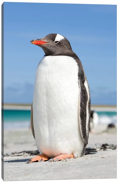 Gentoo Penguin Falkland Islands V Canvas Art Print - Penguin Art
