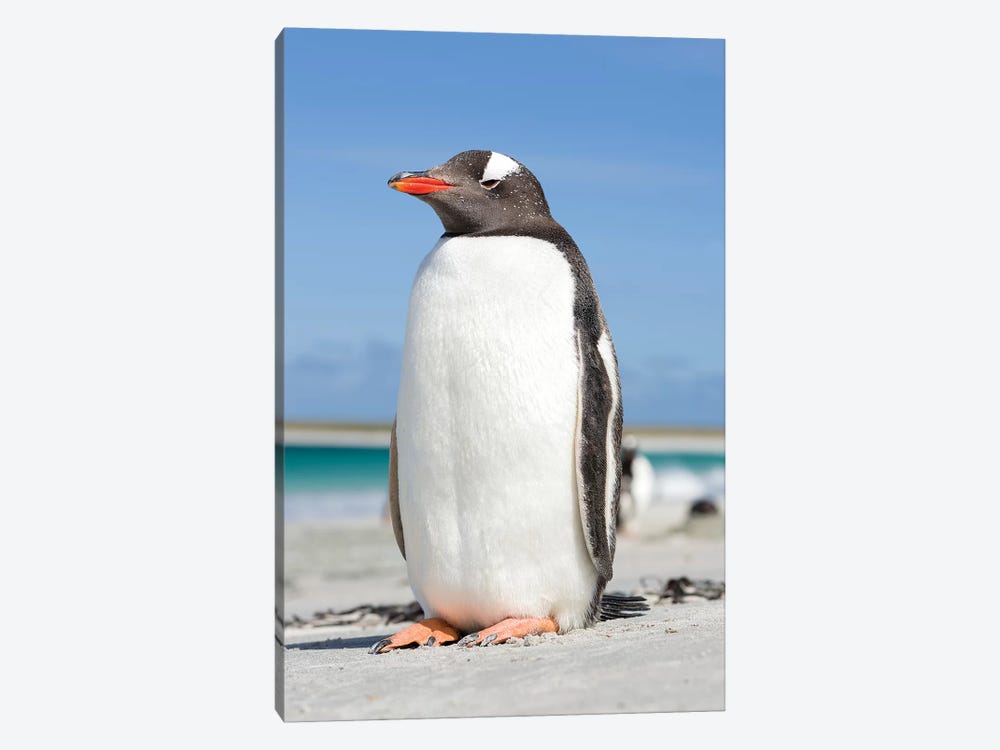 Gentoo Penguin Falkland Islands V by Martin Zwick 1-piece Canvas Print