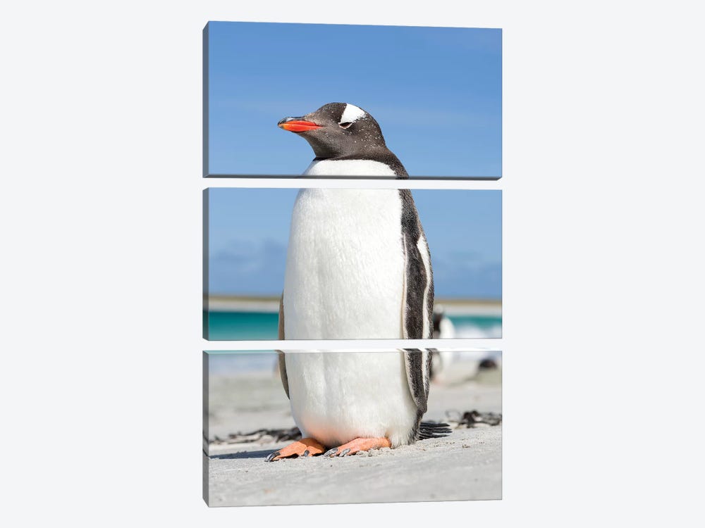 Gentoo Penguin Falkland Islands V by Martin Zwick 3-piece Canvas Print