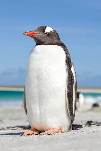 Martin Zwick: Gentoo Penguin Falkland Islands V by Martin Zwick