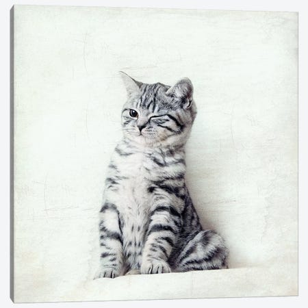 Cat Wink Canvas Print #NAD1} by Nadia Attura Canvas Print