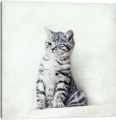 Cat Wink Canvas Art Print - Kitten Art