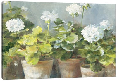 White Geraniums v2 Canvas Art Print