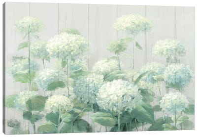 White Hydrangea Garden Sage on Wood  Canvas Art Print - Hydrangea Art