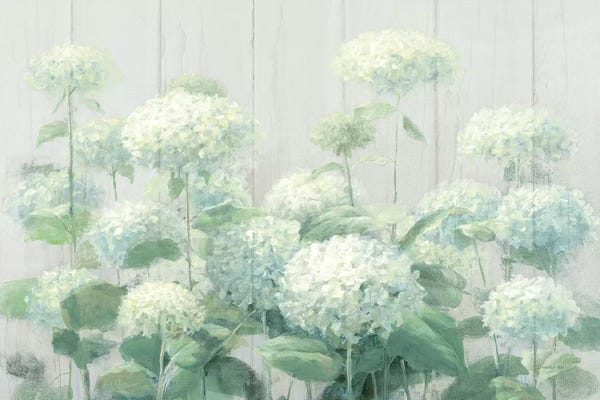 Shabby Chic Décor: White Hydrangea Garden Sage on Wood  by Danhui Nai