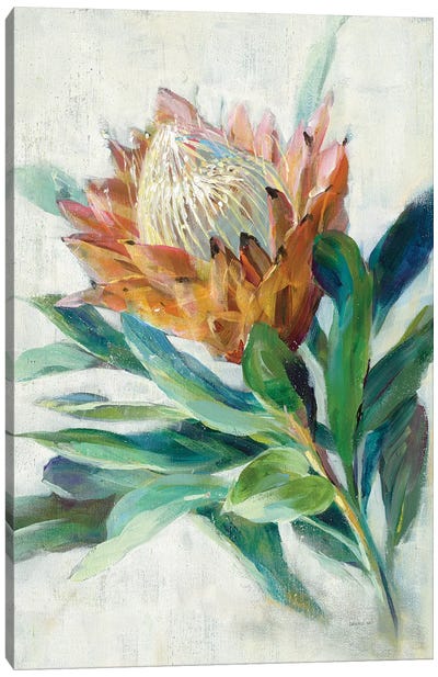 Protea Canvas Art Print - Danhui Nai