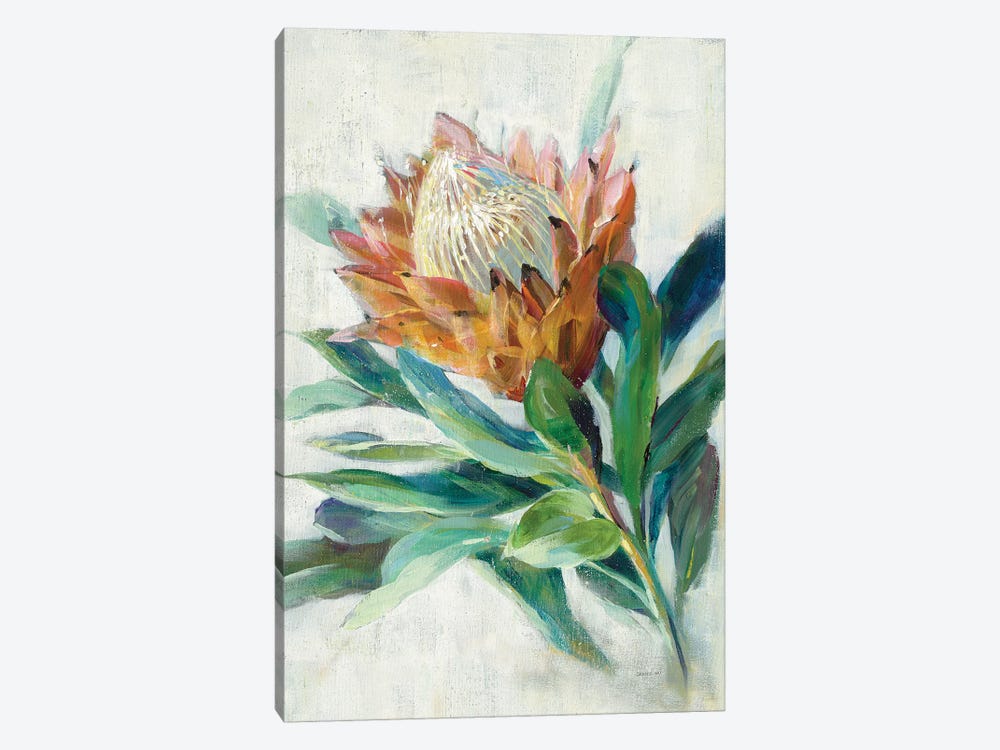 Protea by Danhui Nai 1-piece Canvas Print