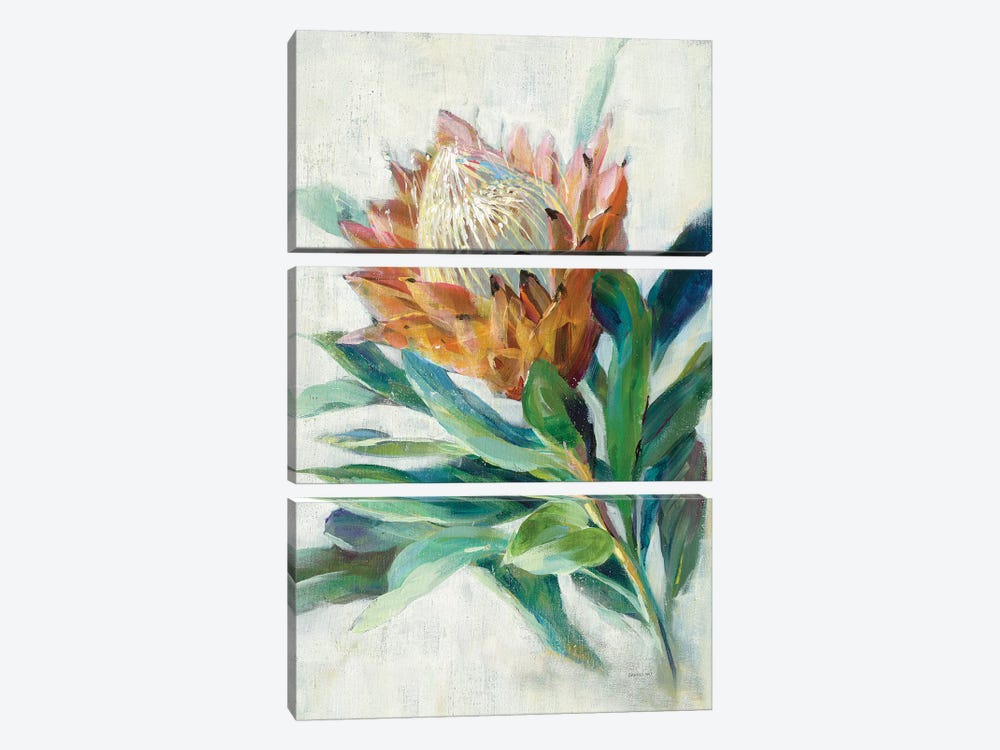 Protea by Danhui Nai 3-piece Canvas Print