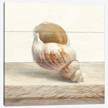 Driftwood Shell I Canvas Print #NAI323} by Danhui Nai Canvas Artwork