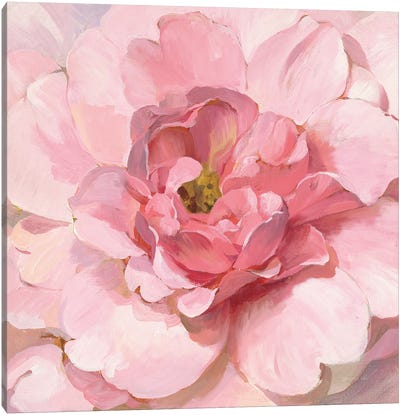 Blushing Peony Canvas Art Print - Best Selling Floral Art