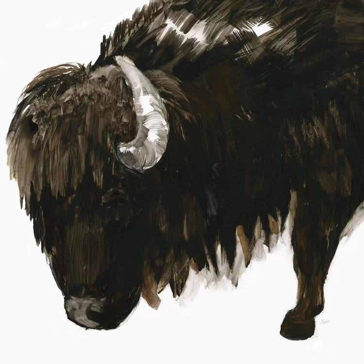 Bison Bull