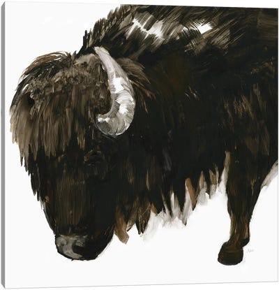 Bison Bull Canvas Art Print - Bison & Buffalo Art