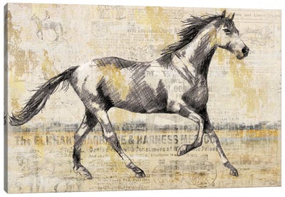 Golden Stallion I Canvas Art Print - Nan