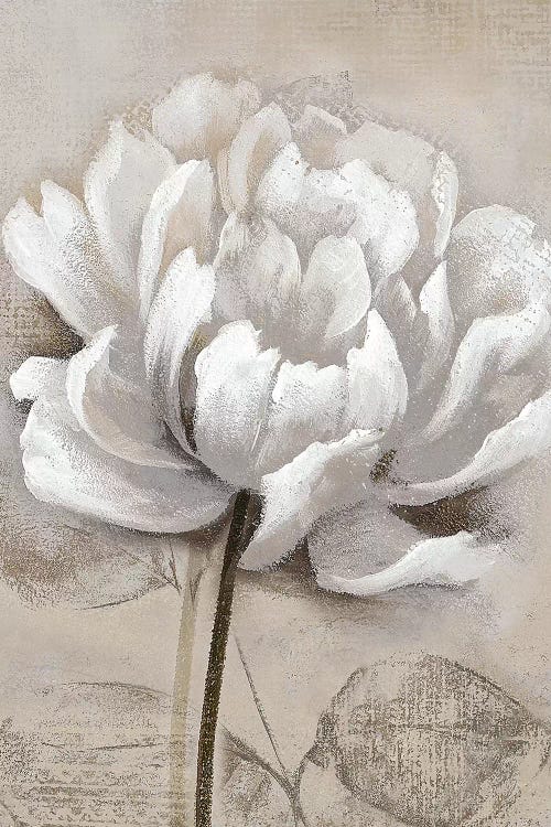 Soft White I