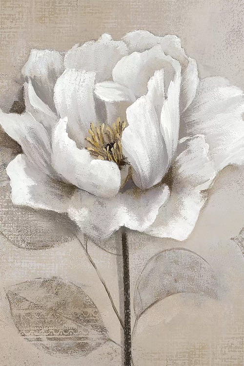 Soft White II