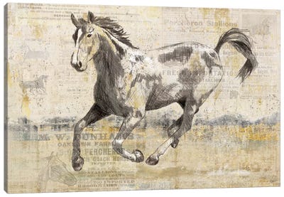 Golden Stallion II Canvas Art Print - Nan