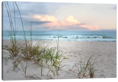 Beach Driftwood Canvas Art Print - Large Coastal Art