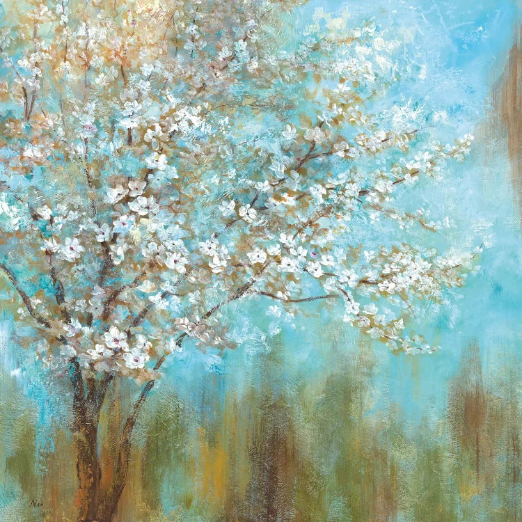 Cherry Blossoms