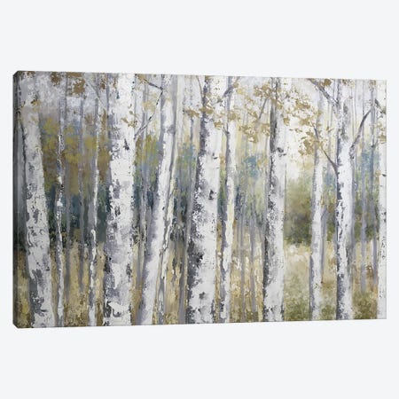 Hidden Birch Canvas Print #NAN482} by Nan Canvas Wall Art