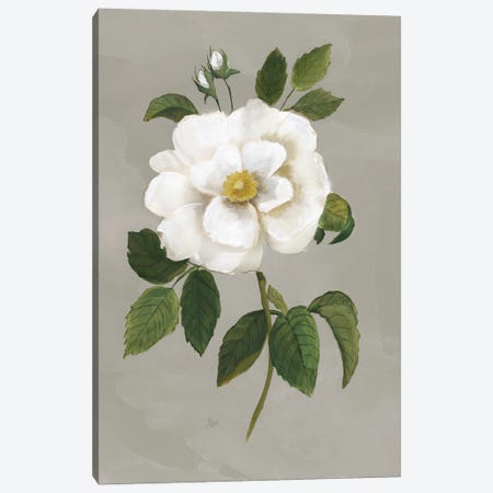 Botanical Garden Rose Canvas Print #NAN533} by Nan Canvas Artwork