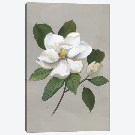 Botanical Magnolia Canvas Print #NAN534} by Nan Art Print