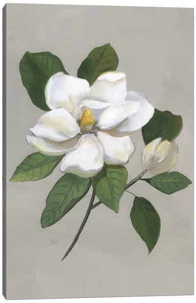 Botanical Magnolia Canvas Art Print - Magnolia Art