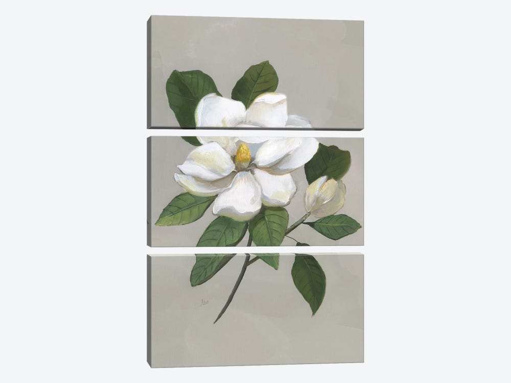 Botanical Magnolia by Nan 3-piece Canvas Print