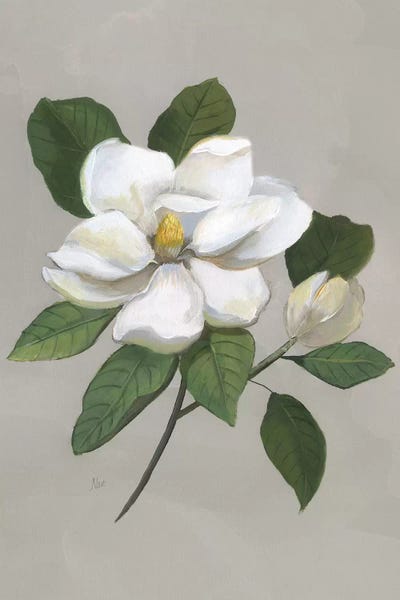 Botanical Still Life: Botanical Magnolia by Nan