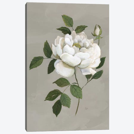 Botanical Rose Canvas Print #NAN535} by Nan Canvas Print
