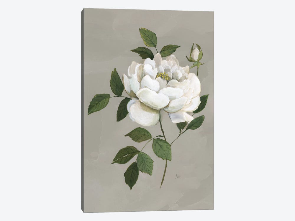 Botanical Rose by Nan 1-piece Canvas Wall Art
