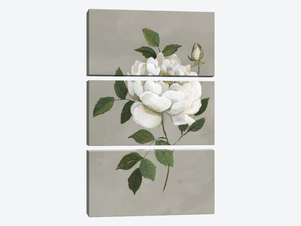 Botanical Rose by Nan 3-piece Canvas Art