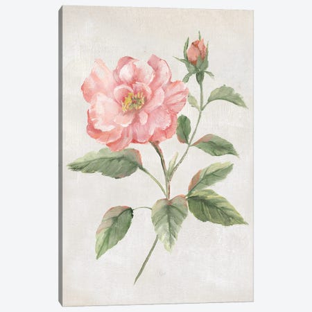 Grandiflora II Canvas Print #NAN653} by Nan Canvas Print