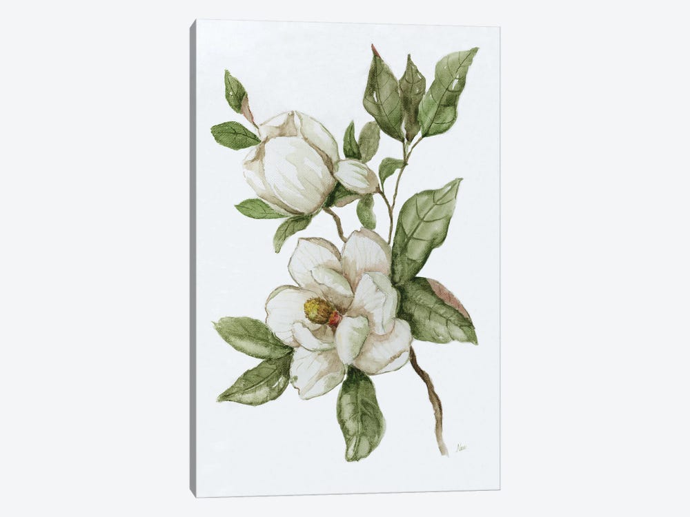 Magnolia Morning II by Nan 1-piece Canvas Art Print