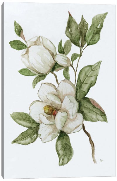Magnolia Morning II Canvas Art Print - Minimalist Flowers