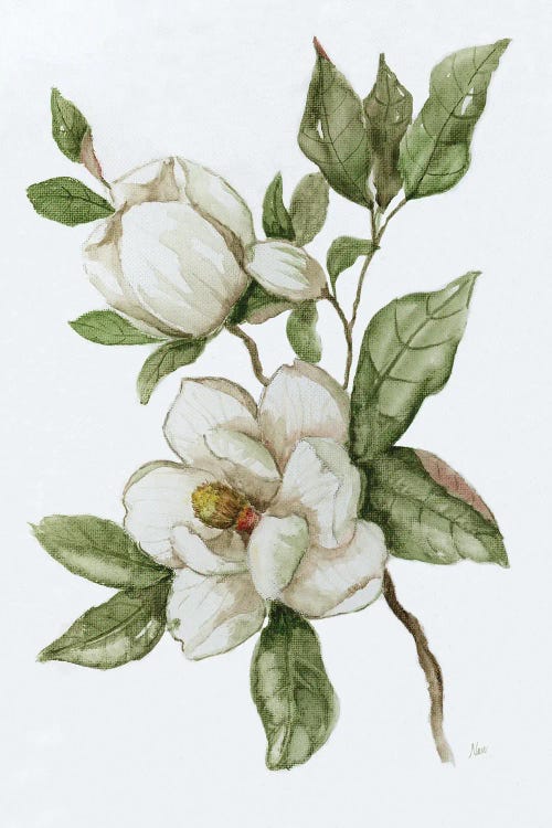 Magnolia Morning II by Nan wall art