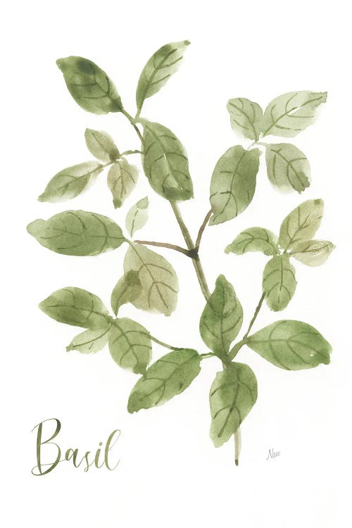 Herb Basil