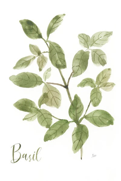 Botanical Illustrations: Herb Basil by Nan
