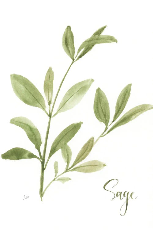 Herb Sage