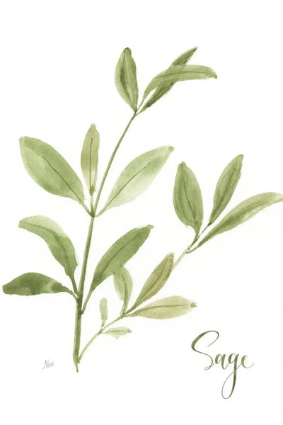 Herbs: Herb Sage by Nan
