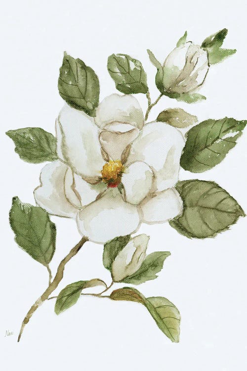 Magnolia Morning I by Nan canvas print