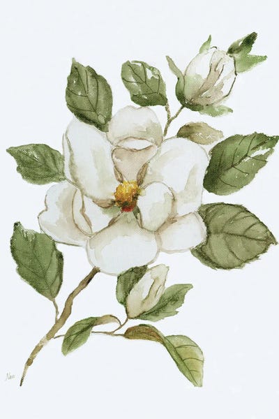 Shabby Chic Décor: Magnolia Morning I by Nan