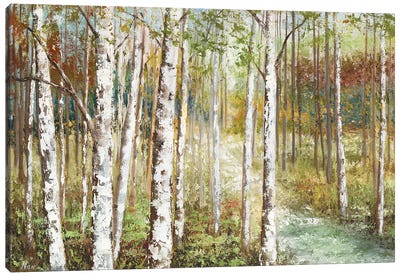 Warm Spice Birch Path Canvas Art Print - Birch Tree Art