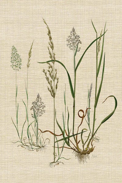 Vintage Botanical Illustrations: Linen Grasses II by Nan