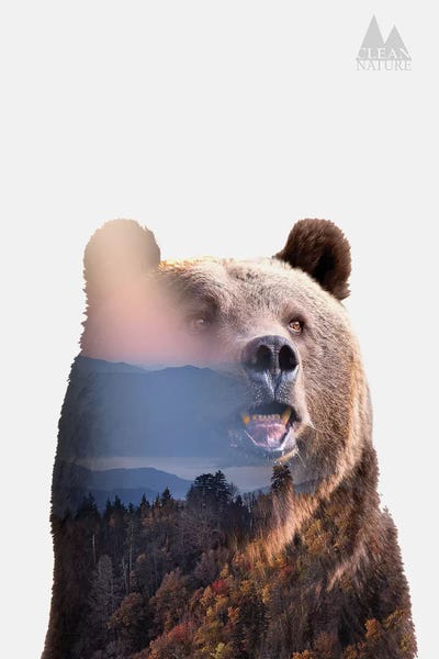 Double Exposure Photography: Bear by Clean Nature