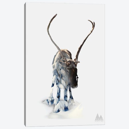 Moose Canvas Print #NAT5} by Clean Nature Canvas Print