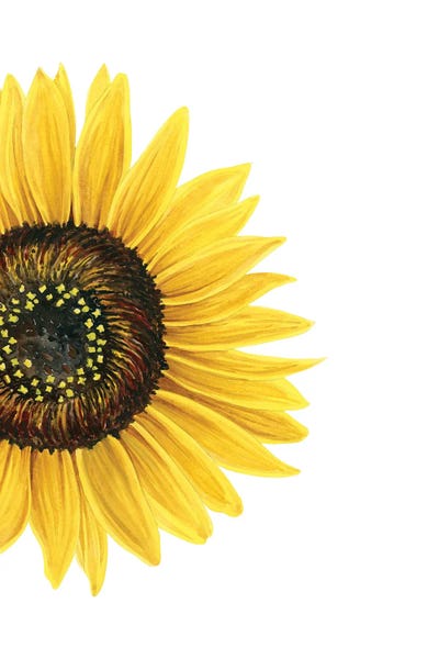 Fine Art Print: Sunflower by Nicole Basque
